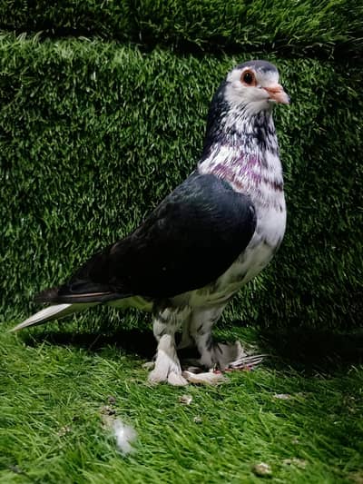 Lahori Sherazi Breder Male For Sale