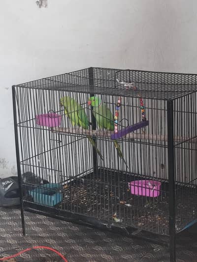 Confirm breader pair Male bolta ha  janbo size