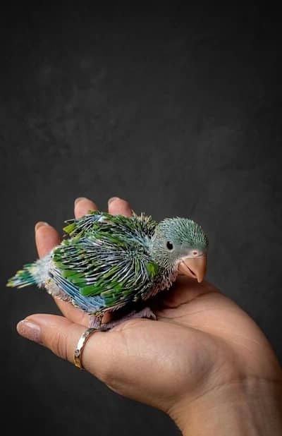 green tota