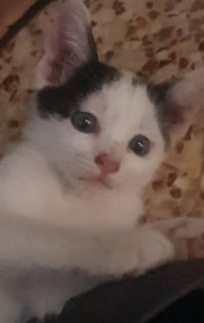 kittens