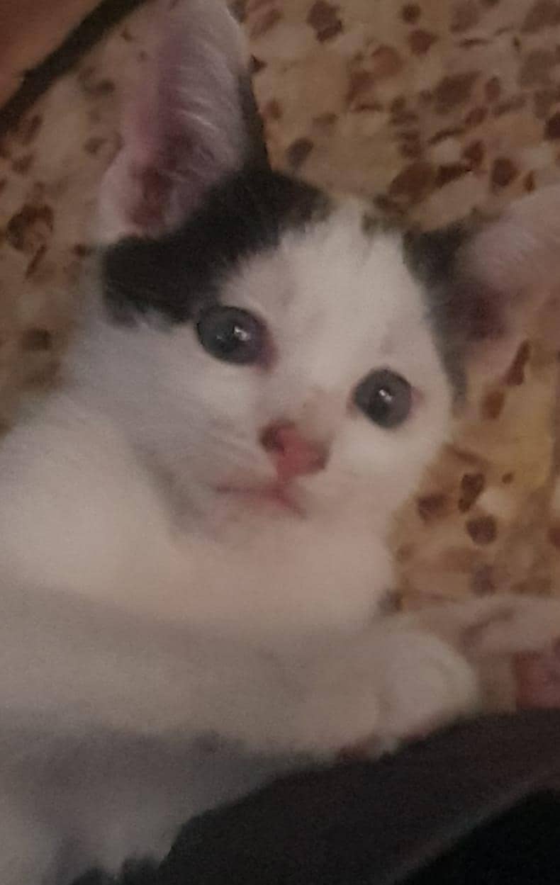 kittens 0