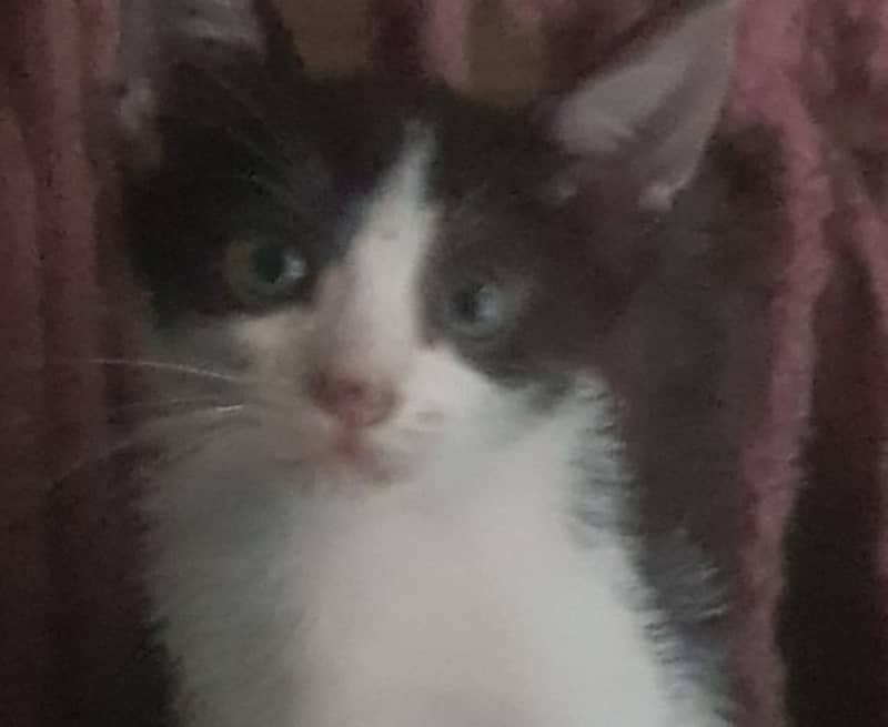 kittens 1