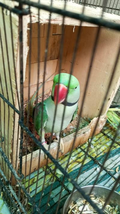 parrot for sale