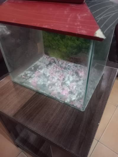 Fish aquarium