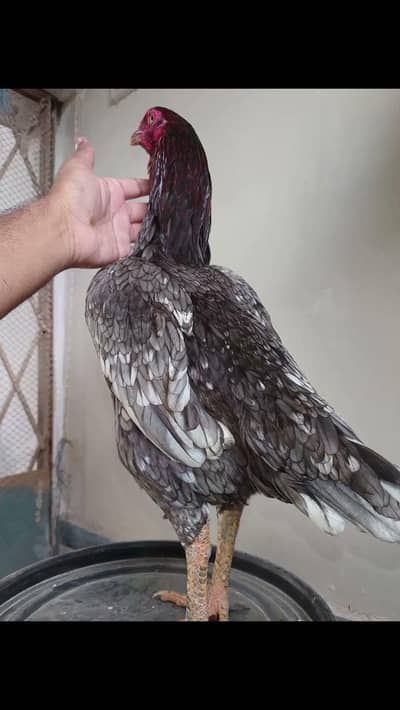 jageeri  female 03111312809