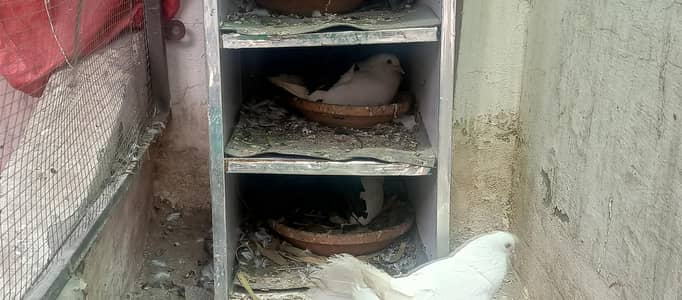 Fancy White Pigeons for Sale – Pairs, Eggs & Young Chicks Available