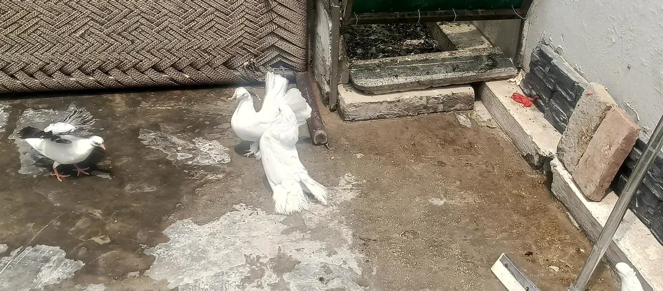 Fancy White Pigeons for Sale – Pairs, Eggs & Young Chicks Available — photo 2