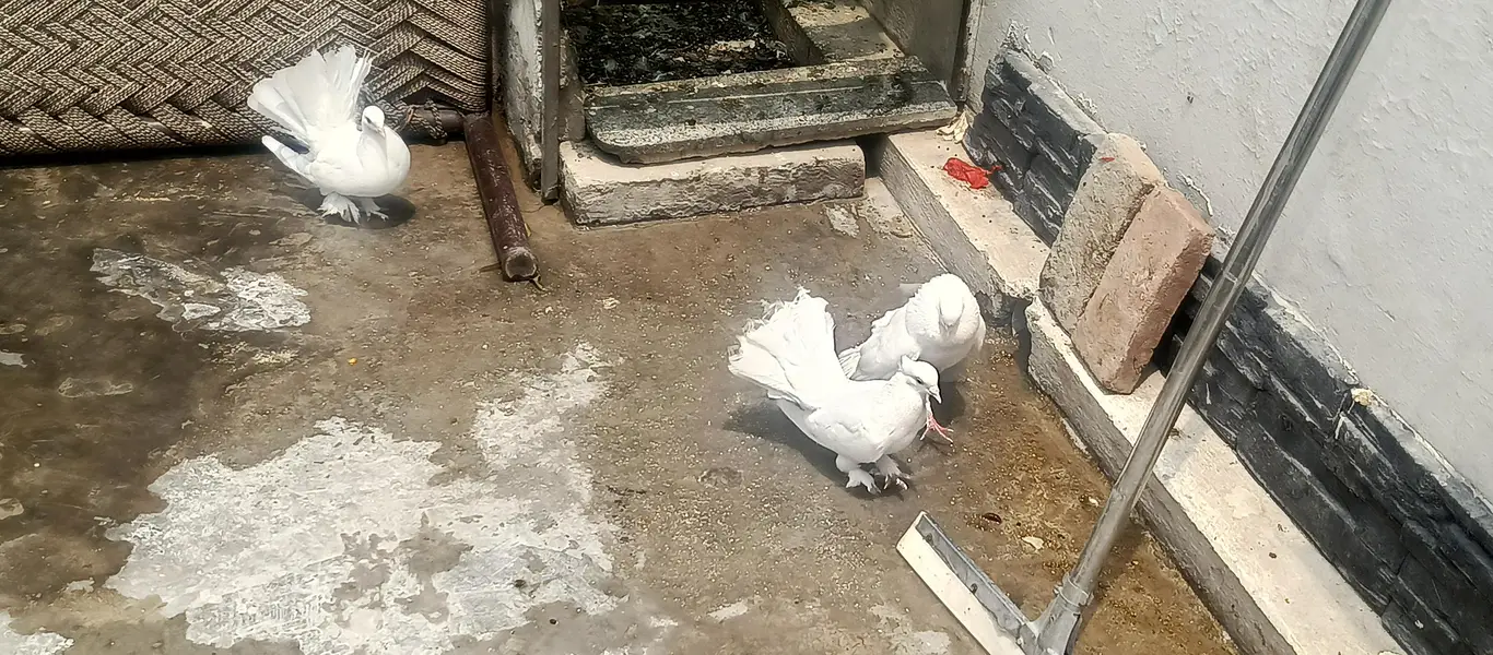 Fancy White Pigeons for Sale – Pairs, Eggs & Young Chicks Available — photo 3