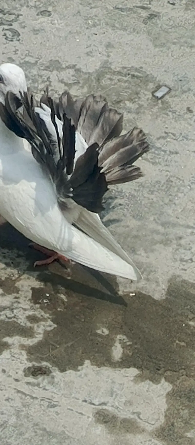 Fancy White Pigeons for Sale – Pairs, Eggs & Young Chicks Available — photo 4