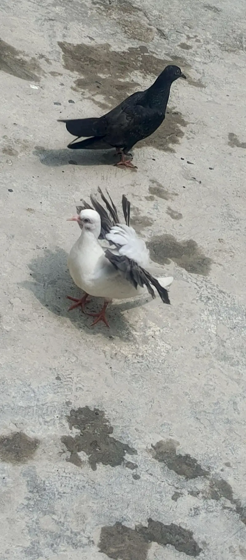Fancy White Pigeons for Sale – Pairs, Eggs & Young Chicks Available — photo 5