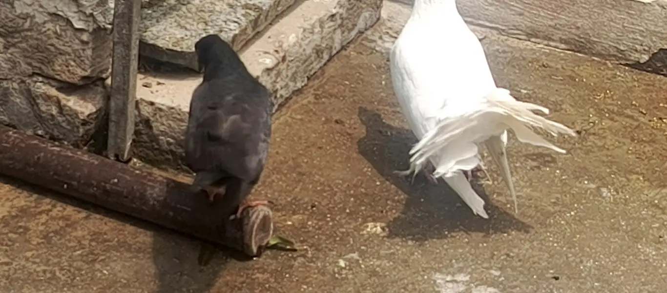 Fancy White Pigeons for Sale – Pairs, Eggs & Young Chicks Available — photo 6