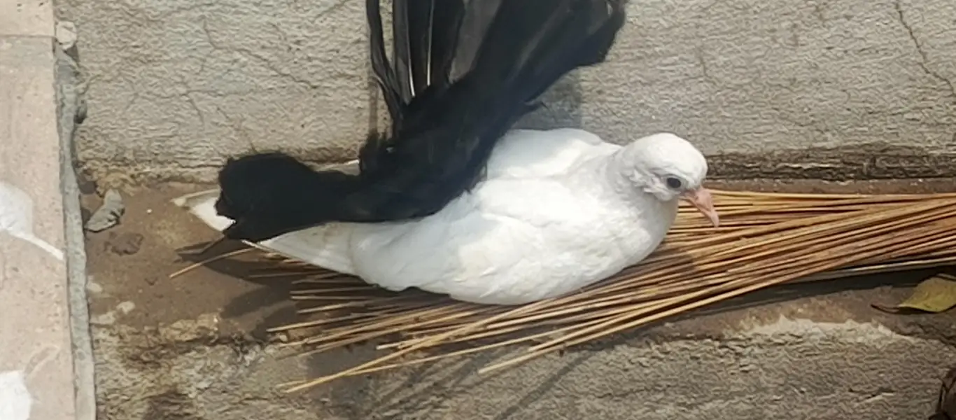 Fancy White Pigeons for Sale – Pairs, Eggs & Young Chicks Available — photo 7