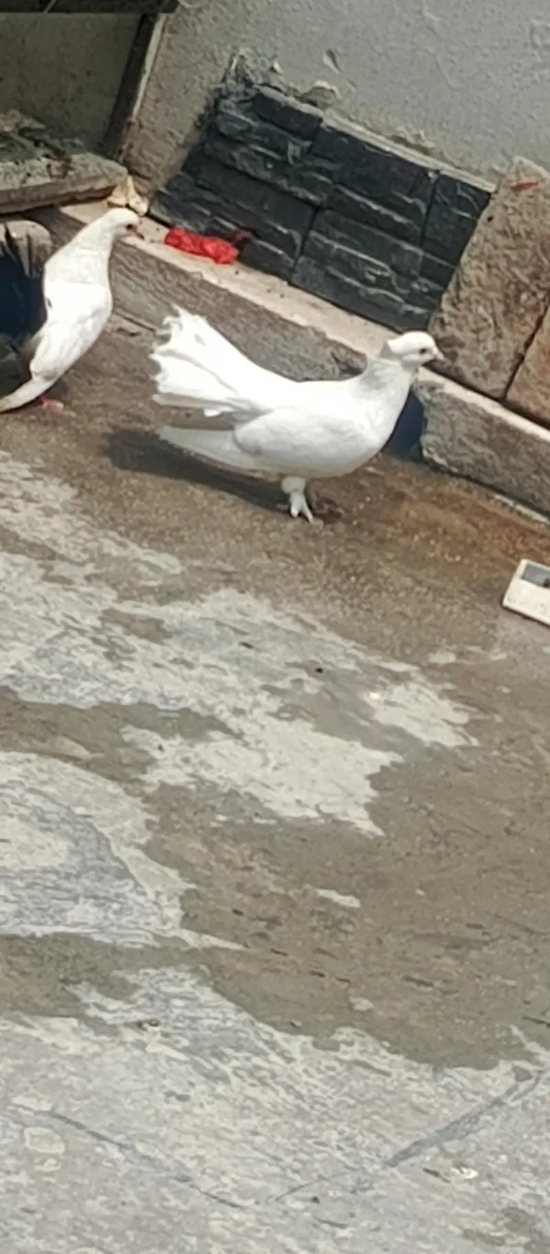 Fancy White Pigeons for Sale – Pairs, Eggs & Young Chicks Available — photo 8