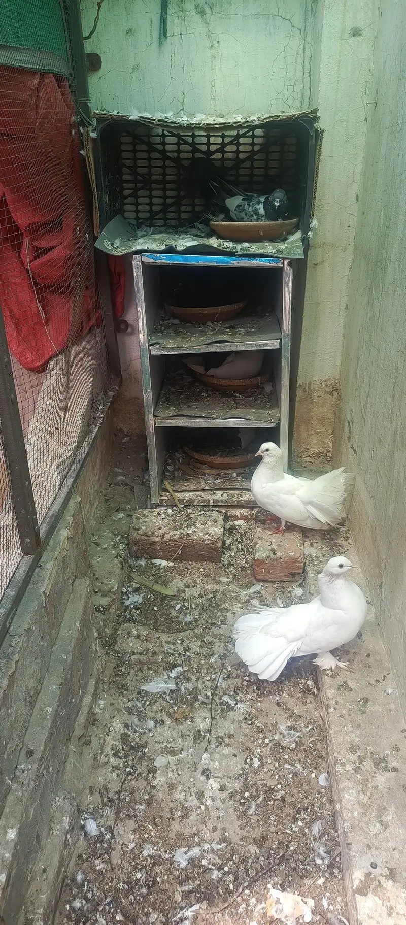 Fancy White Pigeons for Sale – Pairs, Eggs & Young Chicks Available — photo 9