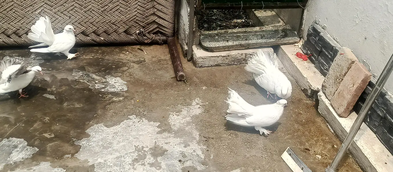 Fancy White Pigeons for Sale – Pairs, Eggs & Young Chicks Available — photo 11