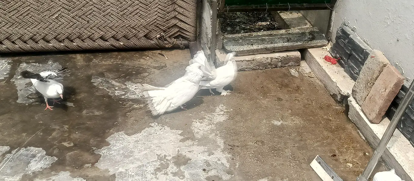 Fancy White Pigeons for Sale – Pairs, Eggs & Young Chicks Available — photo 12