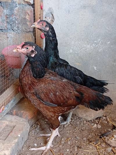Aseel Breeder Murghia Urgent Sale
