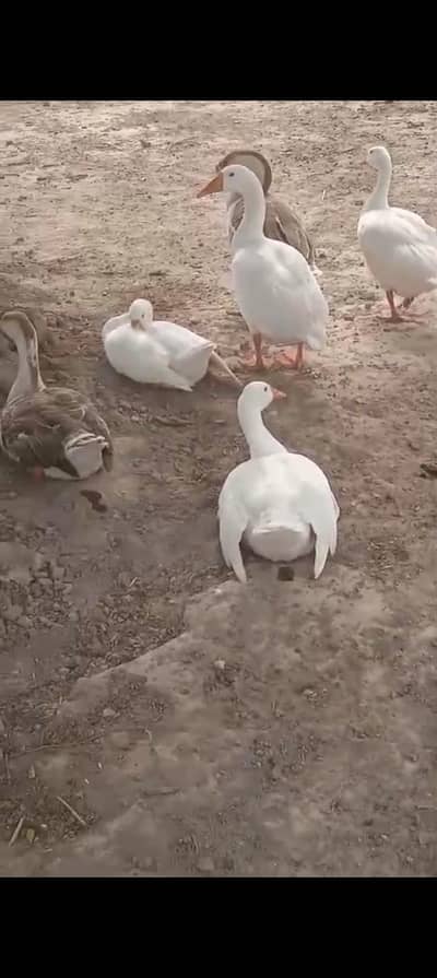 long neck duck