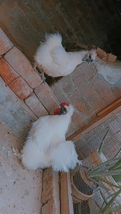  Pure White Silkie Pair for Sale | Healthy & Beautiful