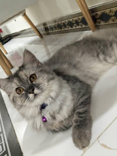 Persian cat cute face triple coated