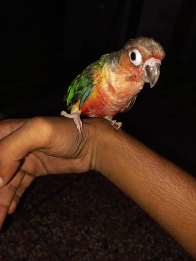 Yellow sided conure chick / Exchange possible with goldian finch