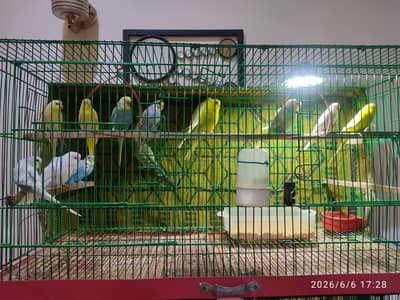 Australian Parrots (Budgies) for Sale.