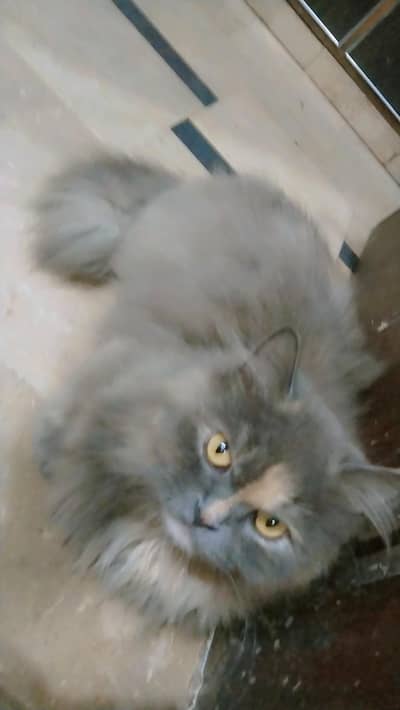 aik adad Persian cats male