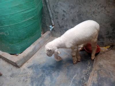 Sheep | Kajla | Bakra | Goat | Male Kajla | Male Goat
