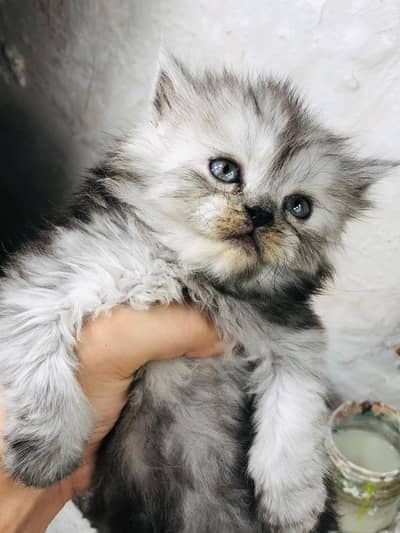 pure Persian triple coated cat
