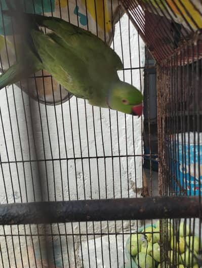 Indian Ringneck Parrot (Male) – Healthy & Active