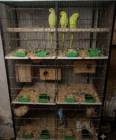 Complete cage with parrots. phone number 0300735590.
