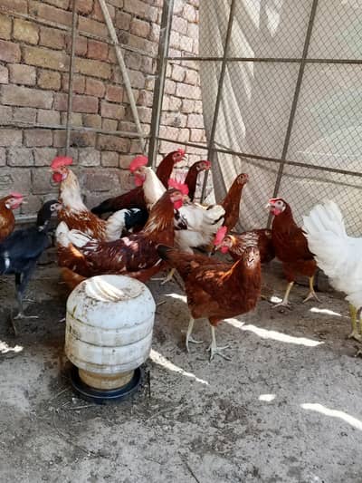 6 Pairs golden misiri and aseel mix