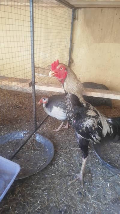 Aseel hen