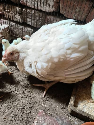Aseel hen + All chicks