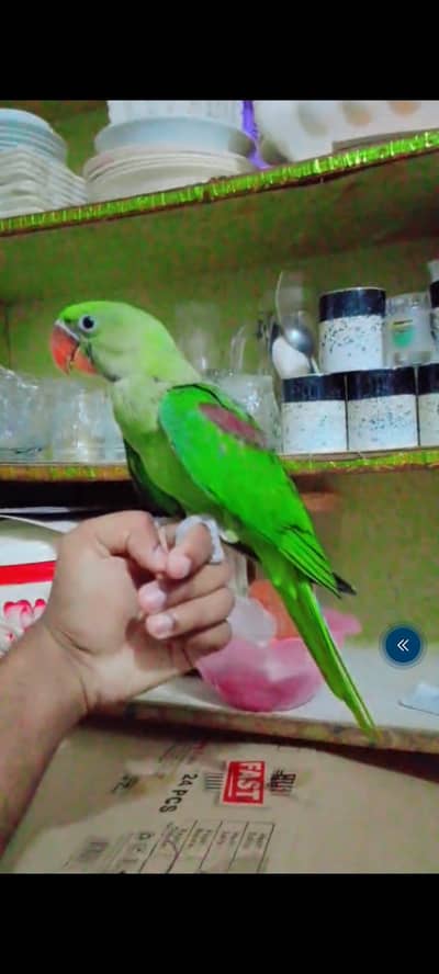 Alexanderain Kashmiri Raw Handteamed Male