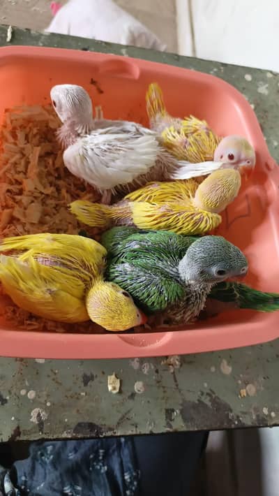ringneck chicks yellow green yellow split. . . 03702834086