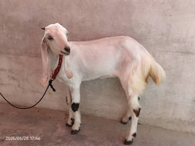 bakri For Seal 4 months faisalabad nasal ka bacha0/3/1/5/2/8/2/2/7/2/2