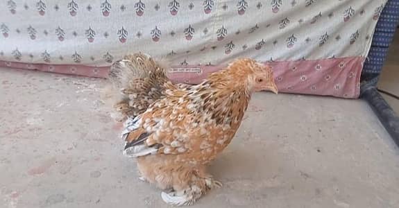 Cochin Porcelain Bantam Mottled Coco Silki Polish Brahma sebrite