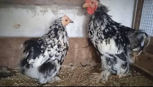 Cochin Porcelain Bantam Mottled Coco Silki Polish Brahma sebrite