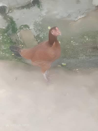 hen sell