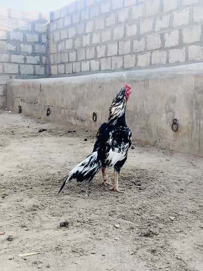 King lasani patha