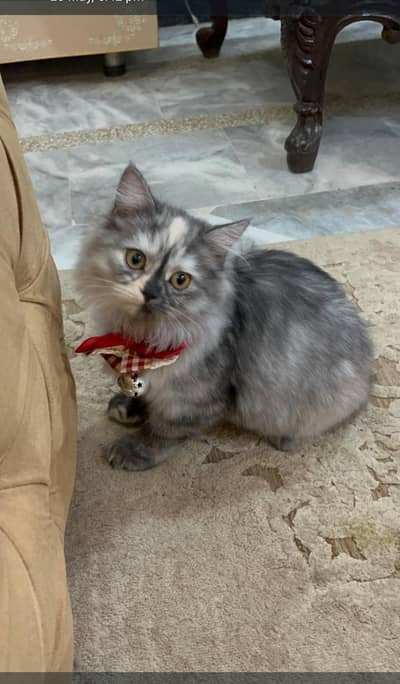 Persian pure breed / Persian kitten/ Persian cat/ cats/kittens/