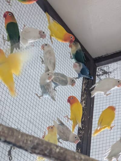 Love Birds parrot all colony setup available for sale .