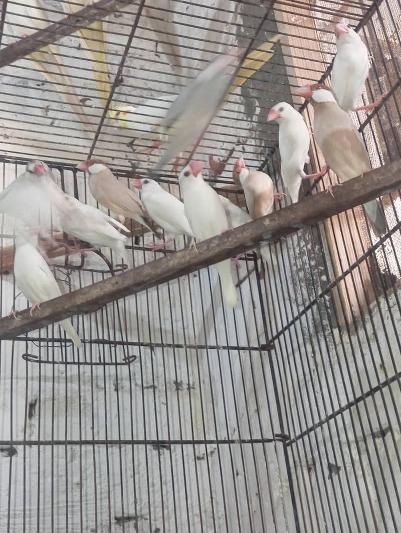 java finch 0