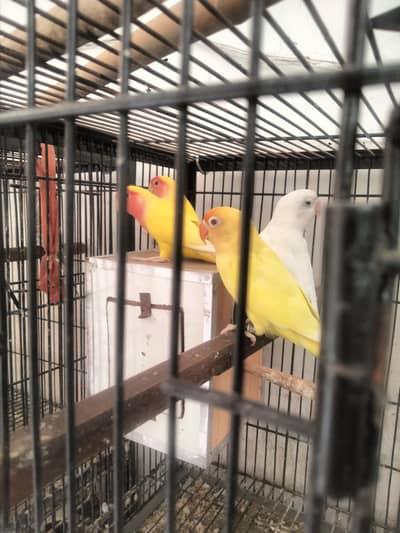Love Birds
