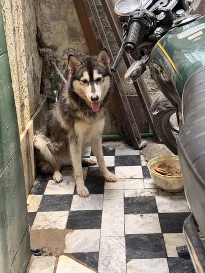 huskey female for new homee