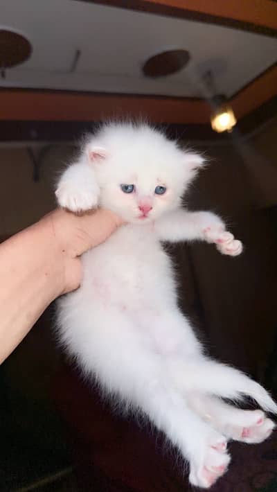 Persian kittens