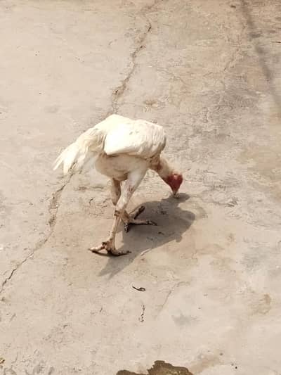 White Heera Aseel