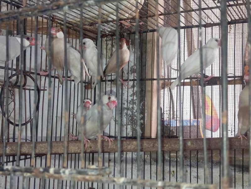 java finch 1