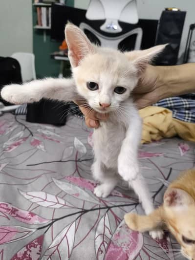 Mother cat and 4 Kittens Available